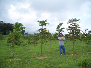 Where do mahogany trees grow?